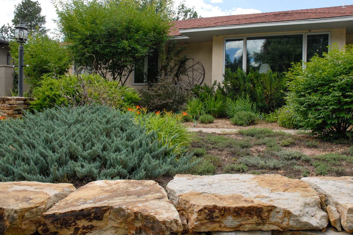 Groundcover Front Yard